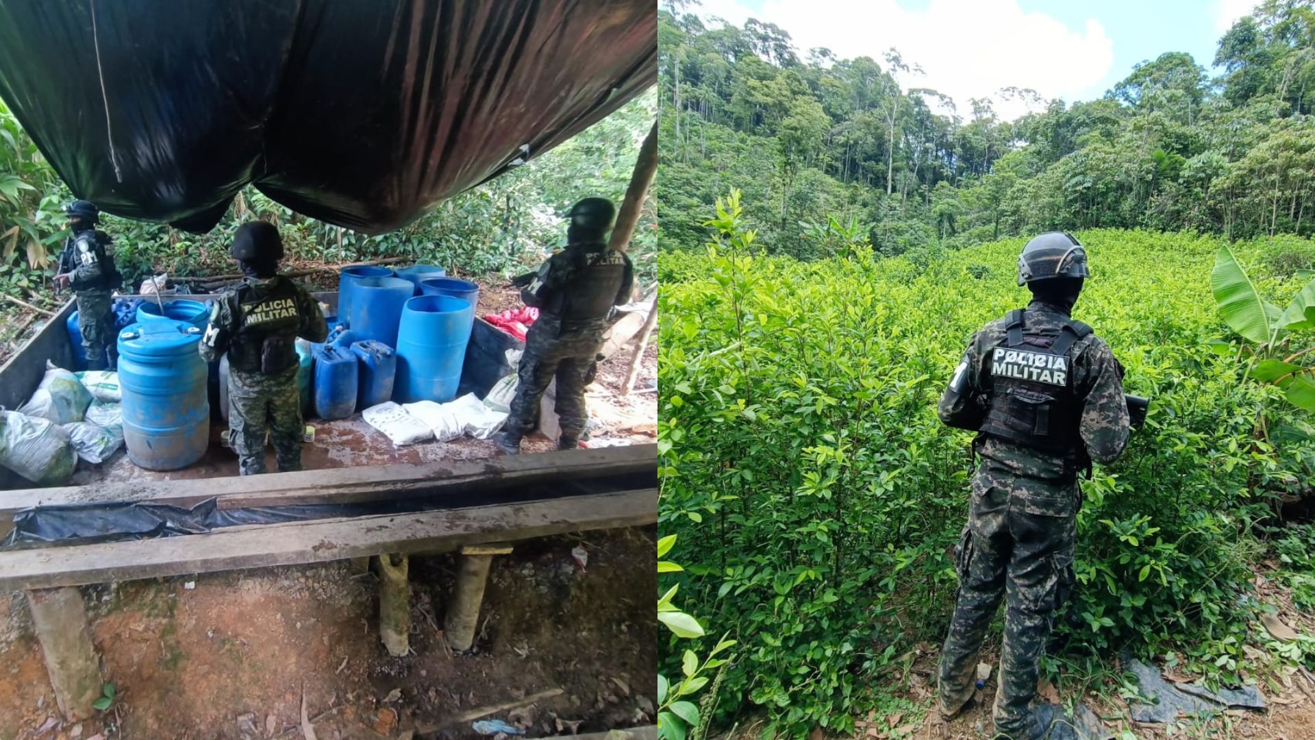 Aseguran 180 mil arbustos de coca y laboratorio para procesar la droga en la Biosfera del Río Plátano