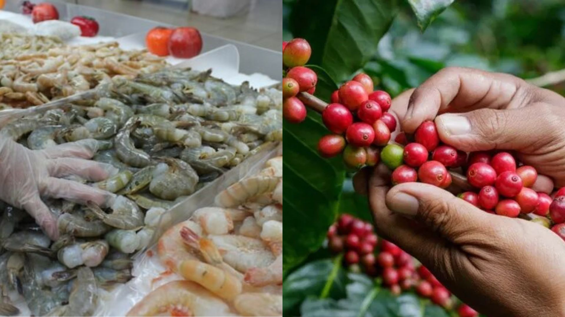 Café y camarón son los rubros más afectados por cierre de mercados y caída de precio externo