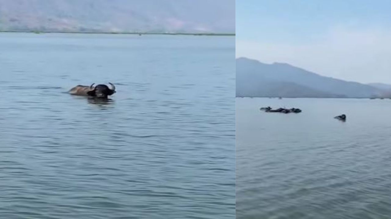 'Hasta los búfalos se sienten seguros con Bukele', captan a los enormes animales en laguna