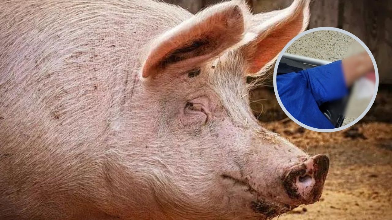 Hombre es atacado por un cerdo en Olancho y termina hospitalizado