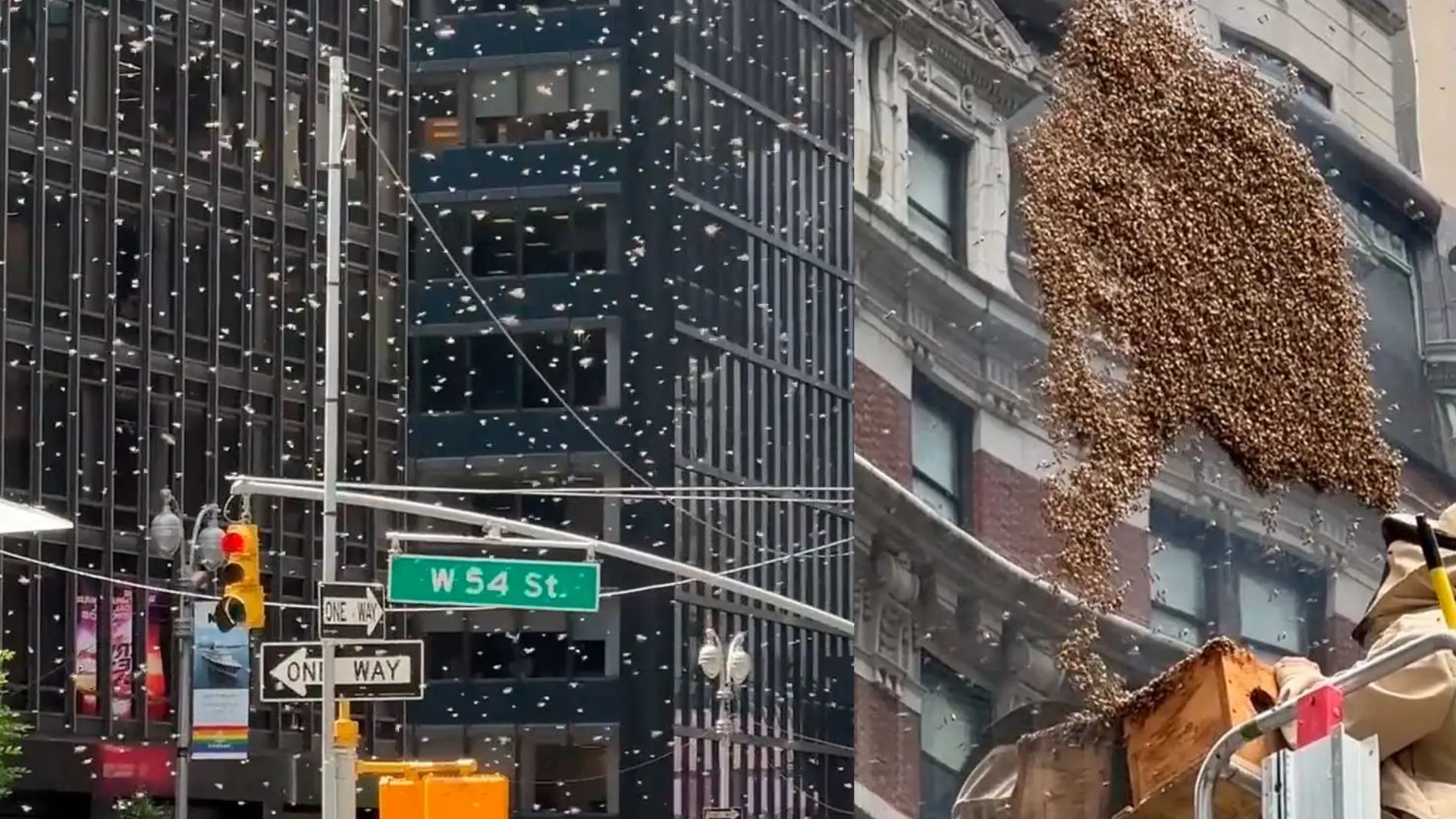 Nueva York va a proteger sus abejas con hoteles y búnkeres en calles y plazas públicas