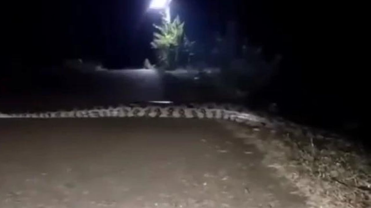 Impactante video de enorme boa llamada 'cazadora nocturna' cruzando la calle