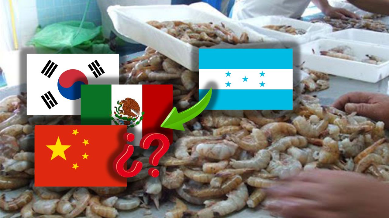 Buscarían nuevos mercados para exportar camarón por bajos precios que ofrece China