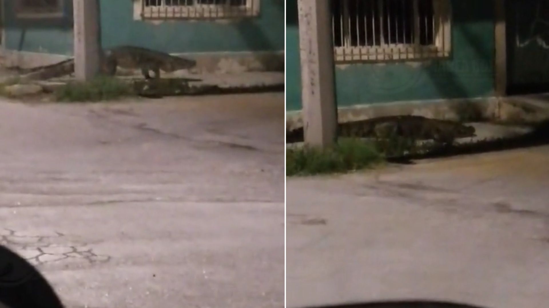 Enorme cocodrilo sorprende al pasear entre las casas de una zona residencial