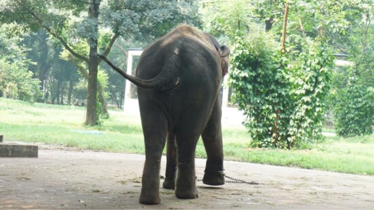 VÍDEO: Un elefante mata a un adolescente en zoológico de Bangladesh
