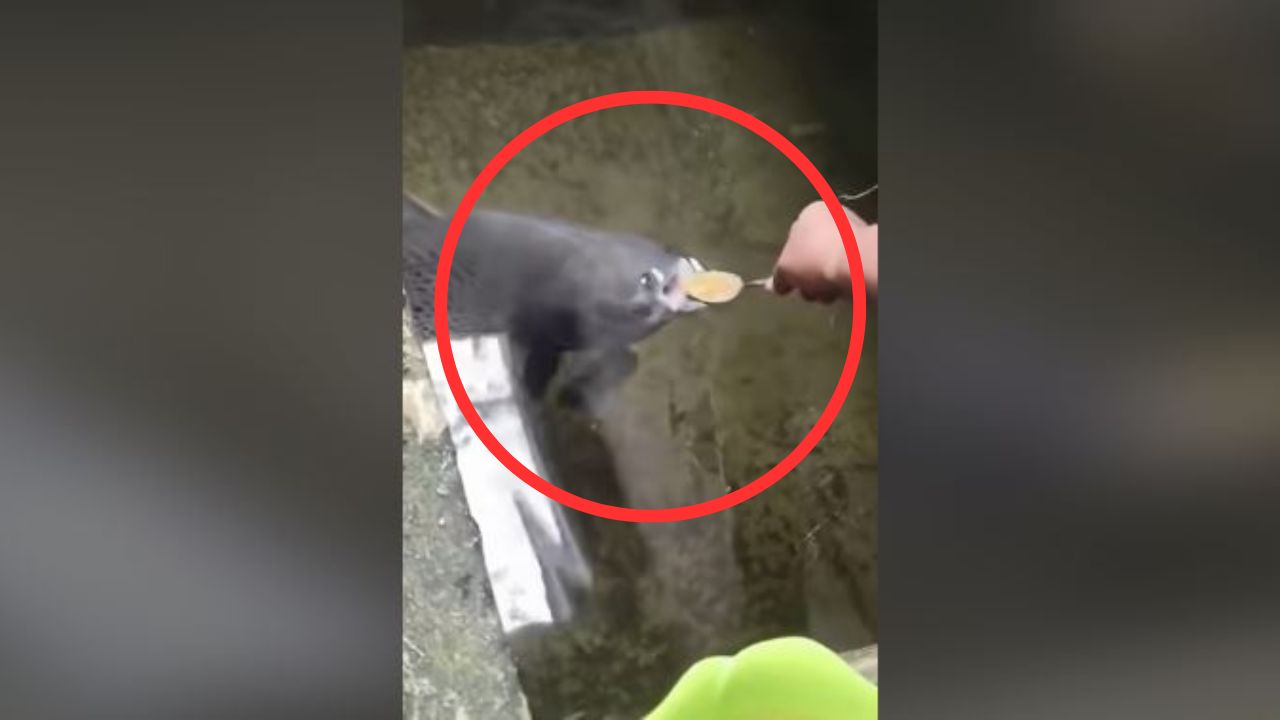 VIDEO: Fliper, el pez mascota que toma sopa con cuchara