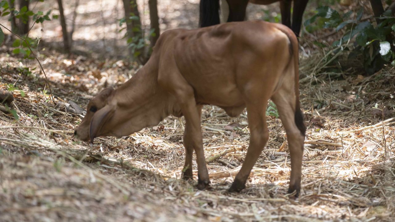 Honduras se mantiene en alerta por la enfermedad de gusano barrenador en Centroamérica