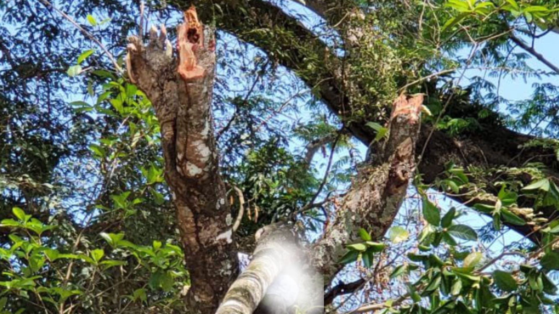 Hombre muere tras caerle una rama mientras cortaba un árbol en Yoro