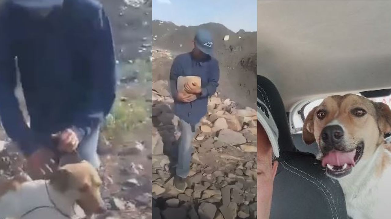 Libertad llaman a perrita lanzada a pozo de 15 metros y lastimada con una piedra