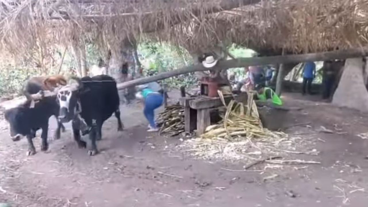 VIDEO: Familia hondureña mantiene tradición de molienda con ayuda de yunta de bueyes