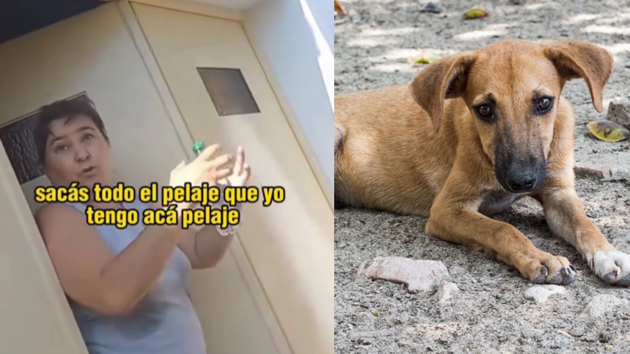 Denuncian a una mujer que llevó a su perro a un carnicería para que lo hicieran filete por 'tradición'