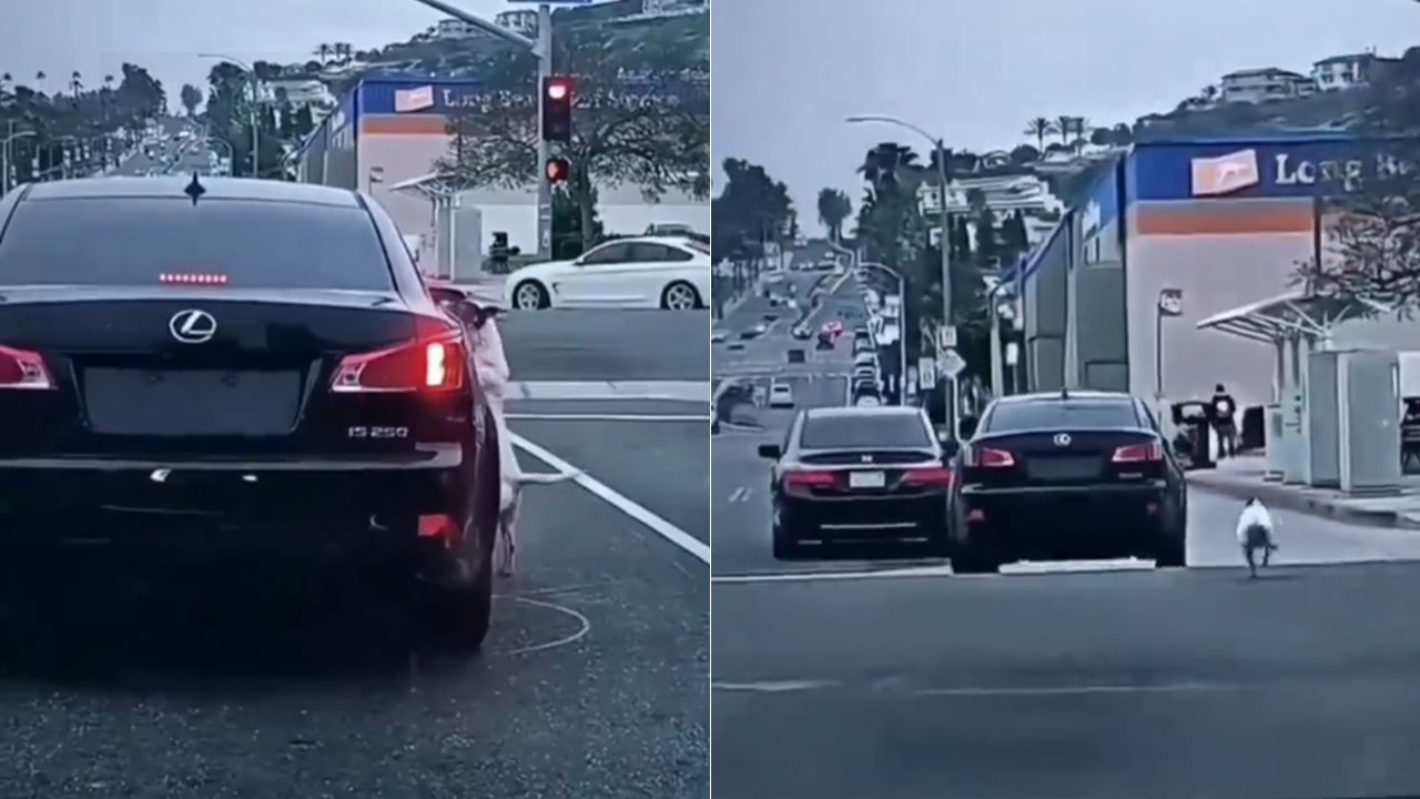 'Desgarrador': perrito persigue desesperadamente a su dueño tras ser abandonado en una carretera