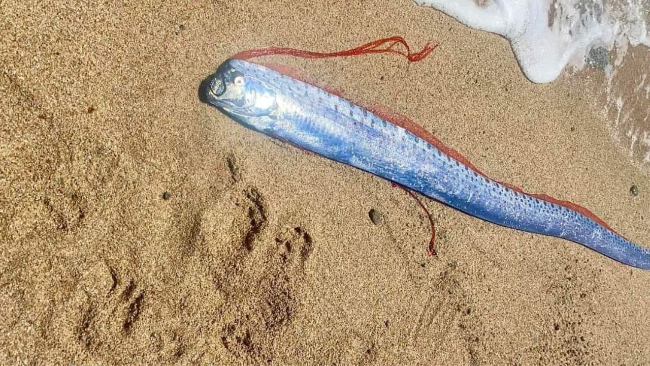Aparición de pez remo a orilla de playa causa alarma por su presagio para la humanidad