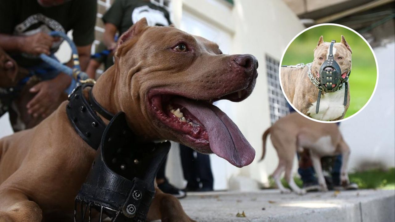 ¿Por qué eliminan pitbull en USA? ¿Hay una ley contra esta raza de perros en Estados Unidos?
