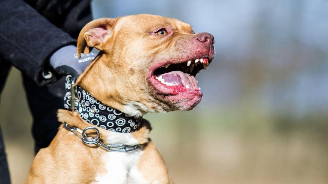 Hondureño fue atacado por pitbull que le regalaron tras matar a otros perros en SPS