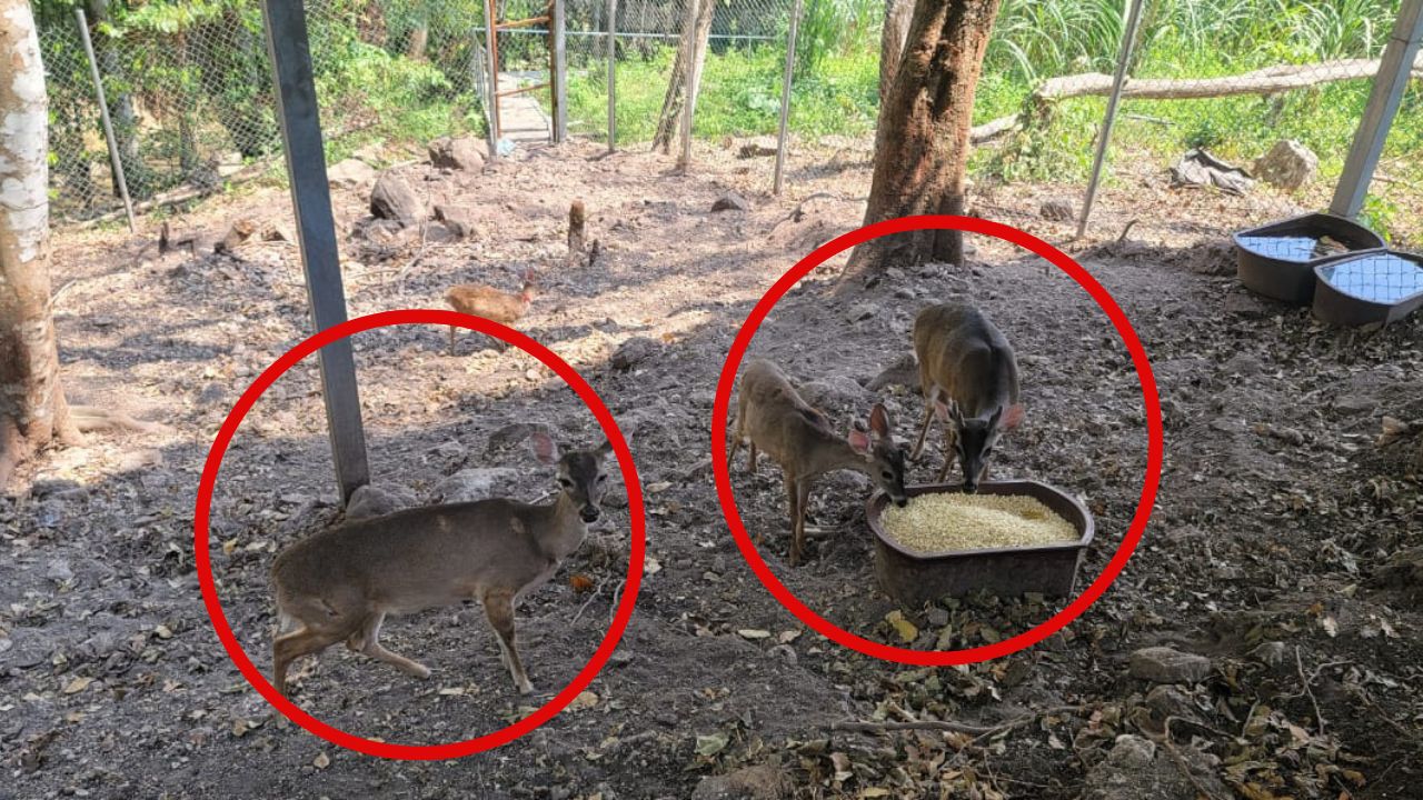 Rescatan seis venados cola blanca, símbolo Nacional de Honduras