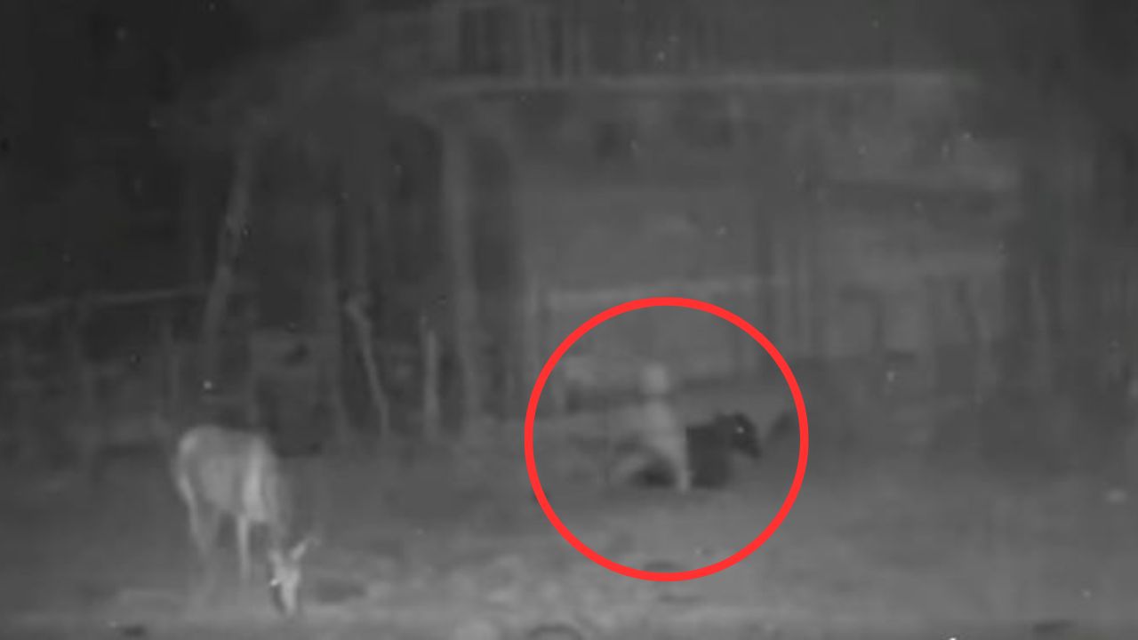 Graban extraña figura en horas de la noche paseándose por un corral con vacas