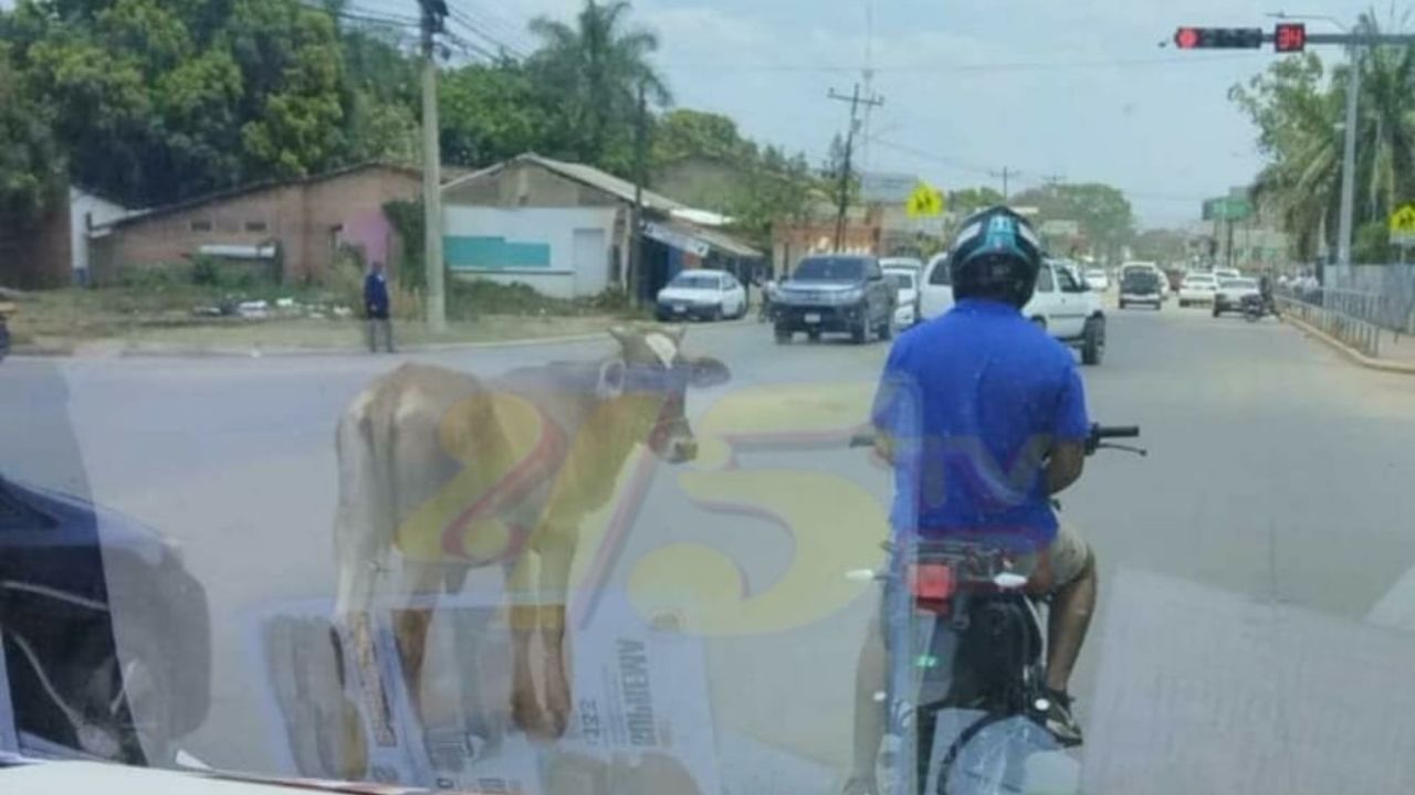 Viral imagen: afirman que ternero si respeta señal de semáforo en Olancho