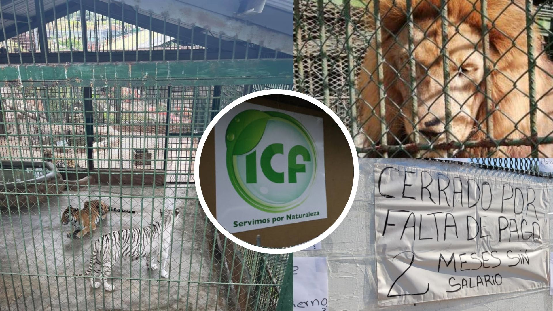 Más de 300 animales han muerto en zoológico Joya Grande, dice ICF