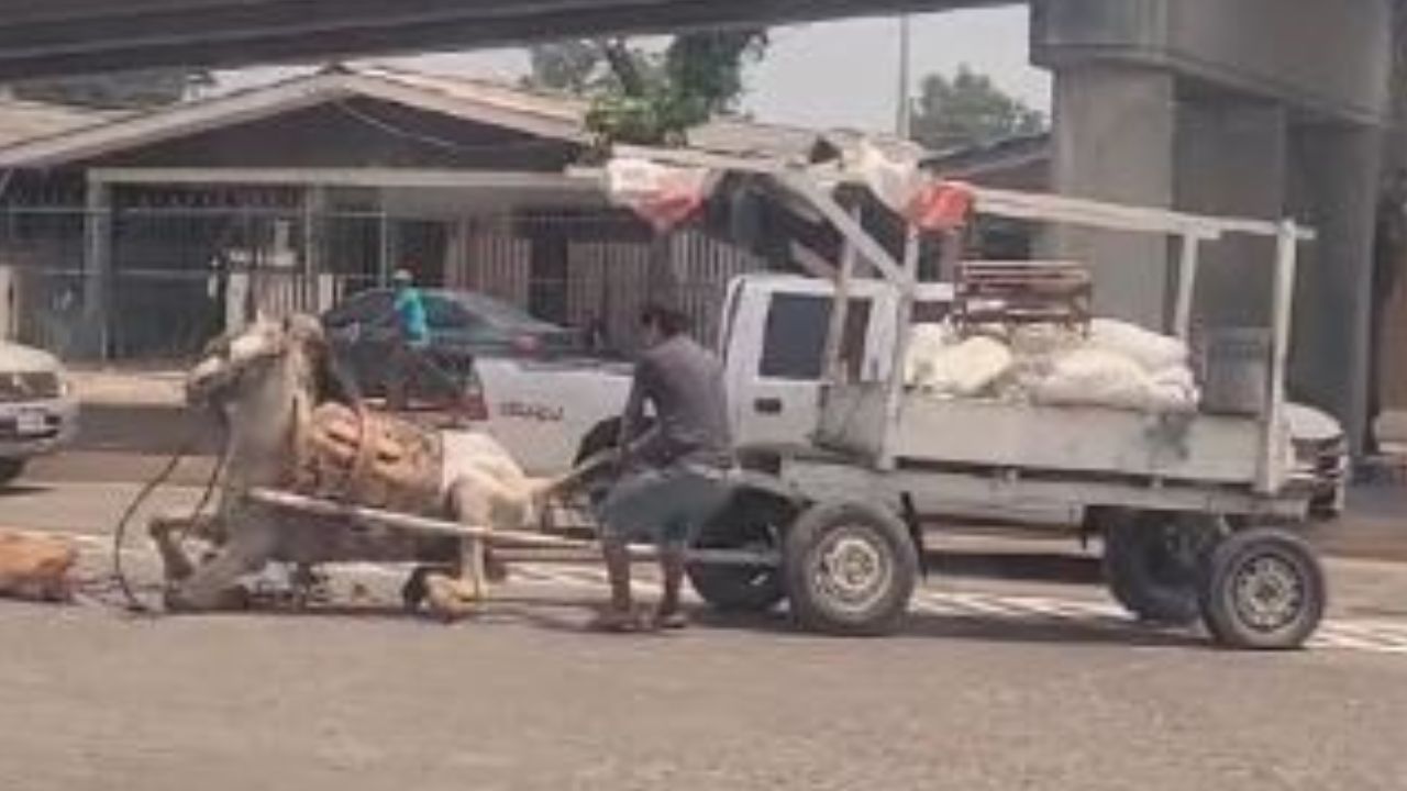 Video muestra a caballo negarse a jalar pesada carga en SPS
