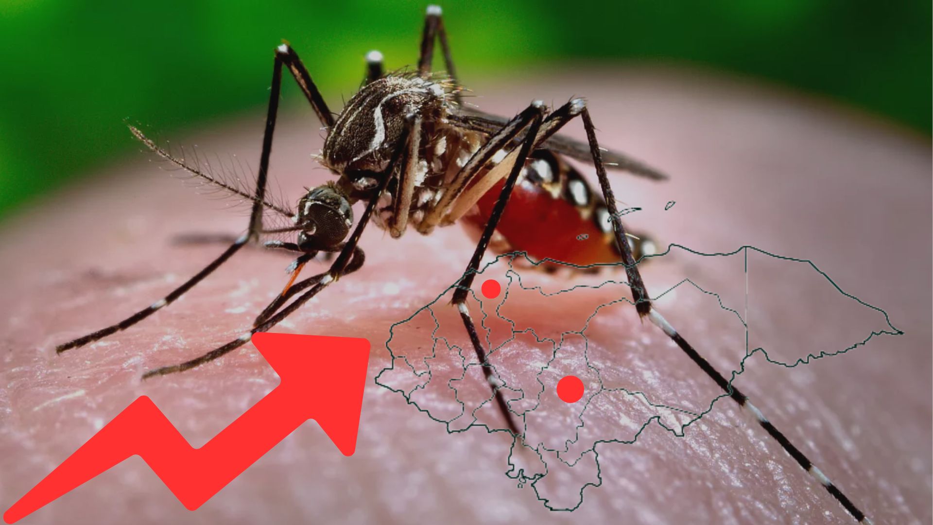 Tegucigalpa y San Pedro Sula concentran el 90% de los casos  de dengue tratados por el IHSS