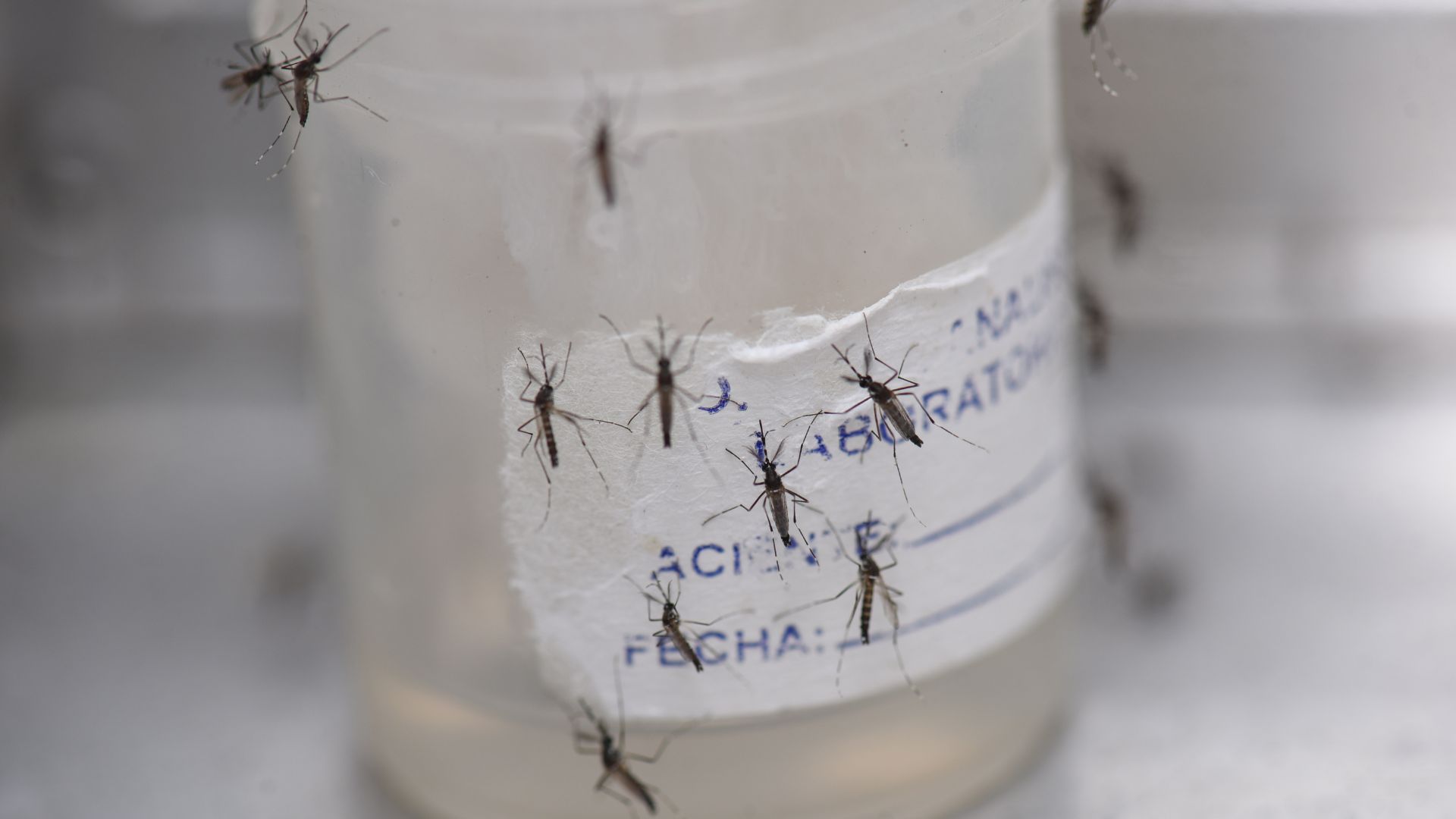 América registra 8 millones de casos de dengue
