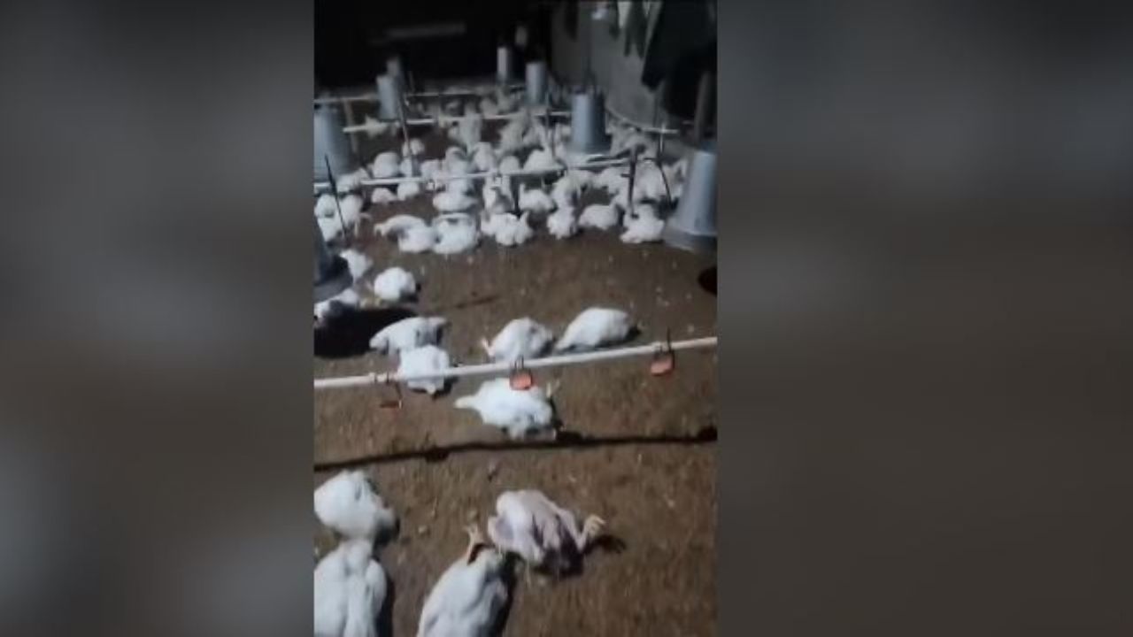 Video muestra masiva muerte de pollos en Copán por altas temperaturas