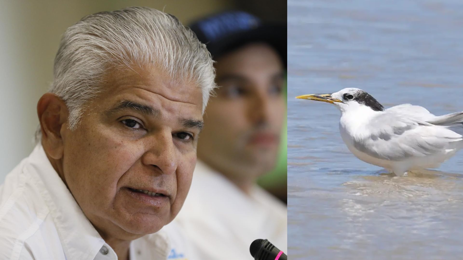 Brasil prorroga tres meses más la emergencia zoosanitaria por la gripe aviar