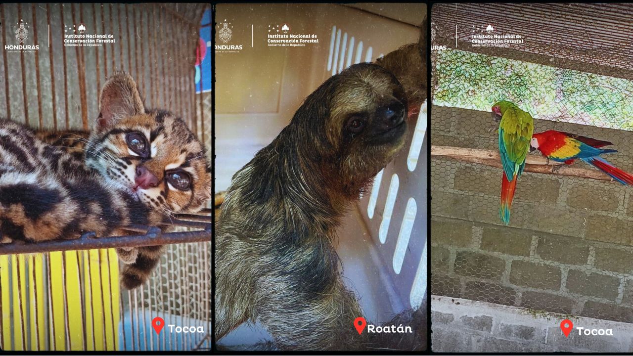 Imagen de 'Rescate de vida silvestre': Autoridades rescatan animales en cautiverio