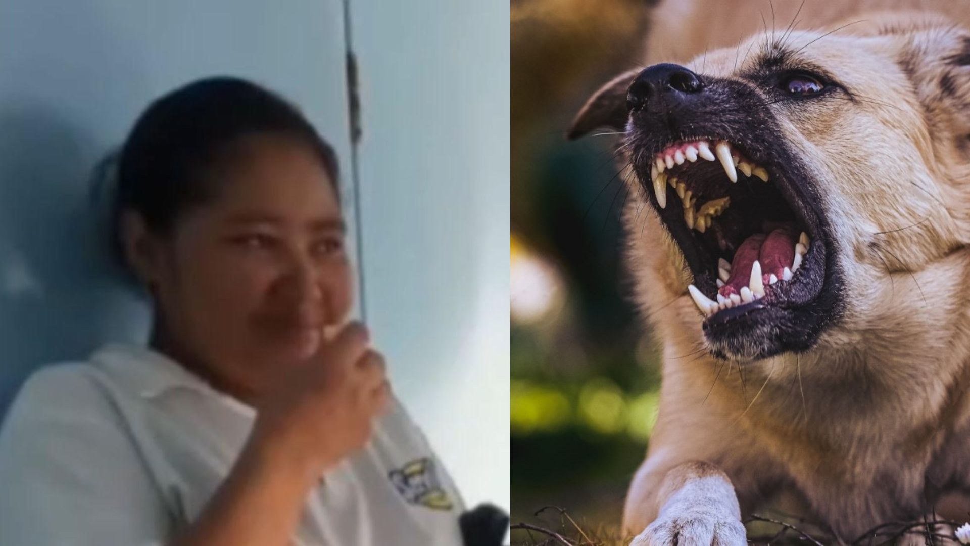 Hondureña muere tras complicaciones por mordedura de perro