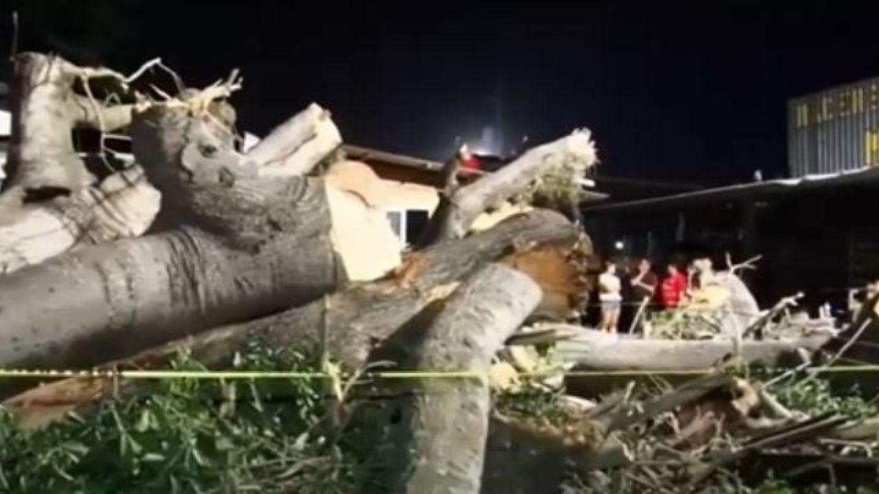 Joven muere aplastado por enorme árbol por el cual le pagaron para cortarlo en Cortés