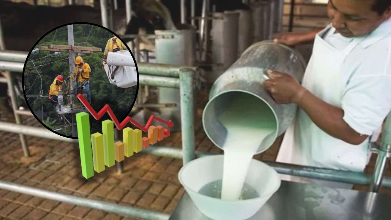 Productores de leche reportan pérdidas por apagones y altas temperaturas