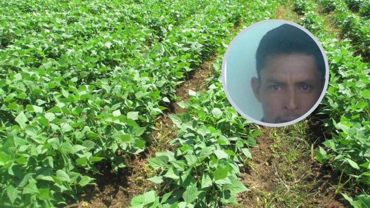 Hondureño que cuidaba plantación de frijol ajena fue asesinado por robarle