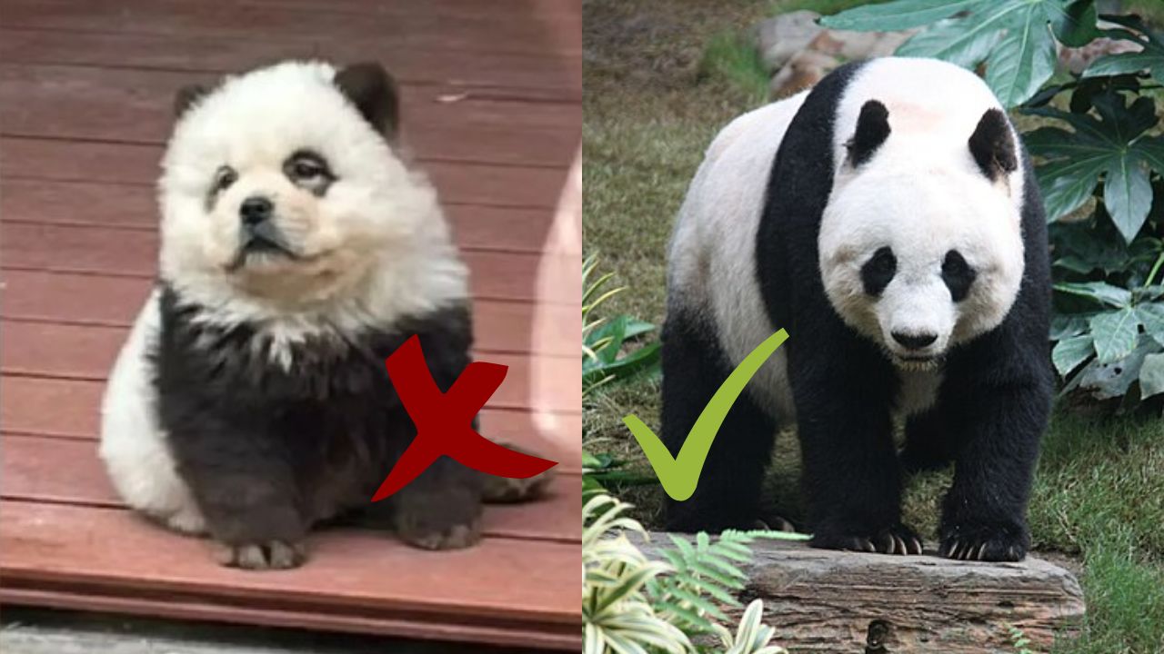 Visitantes indignados por perros 'disfrazados' de pandas en zoológico chino
