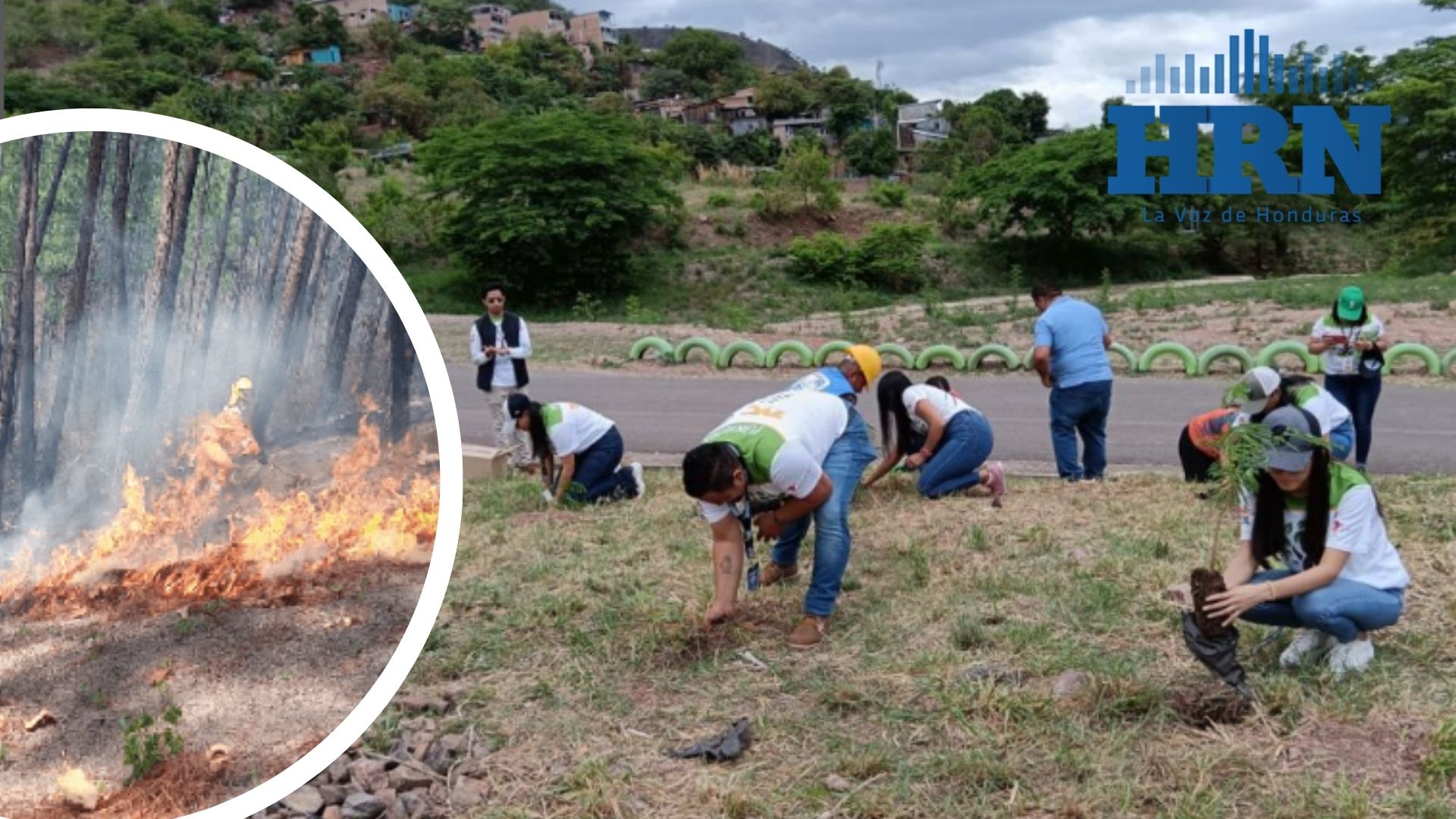 Editorial HRN: Plantatón y emergencia ambiental