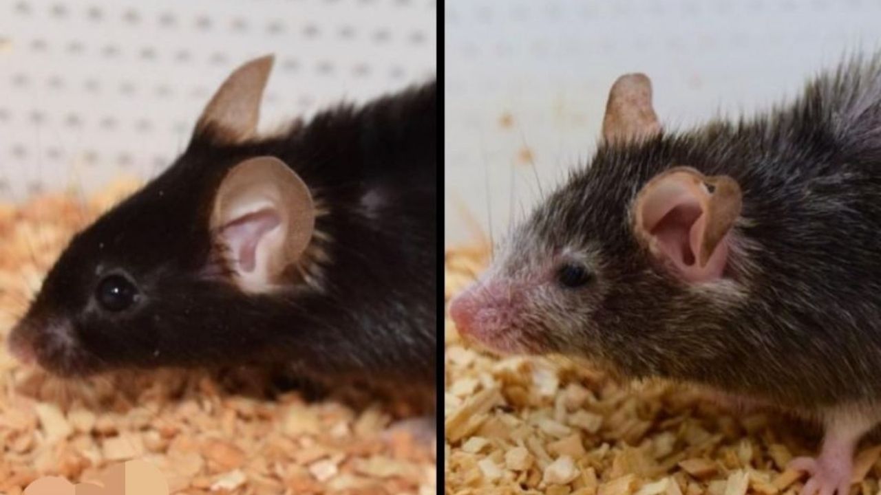 Las bacterias intestinales potencian en ratones los efectos de la inmunoterapia
