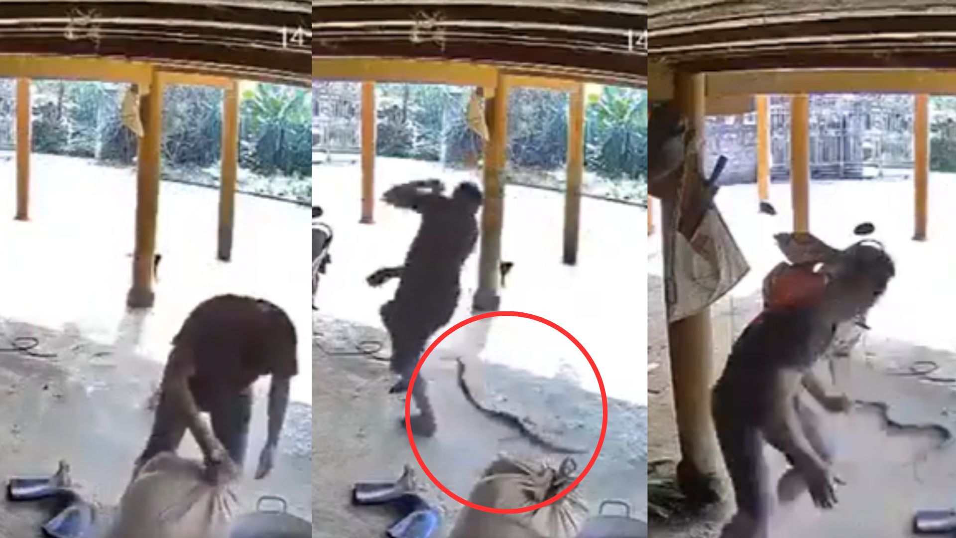 Cámara capta momento en que hombre es mordido por una serpiente mientras limpiaba