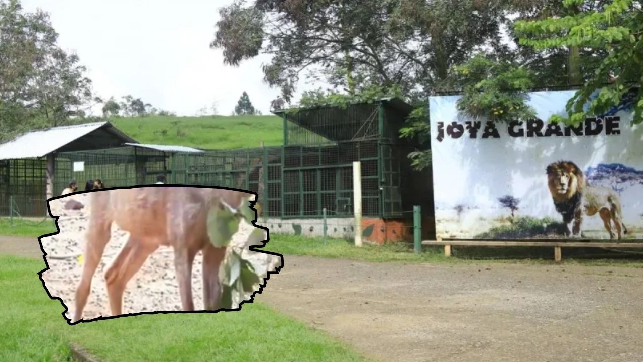 Afirman que es de L 1 millón el déficit del zoológico Joya Grande; habría planillas 'infladas'