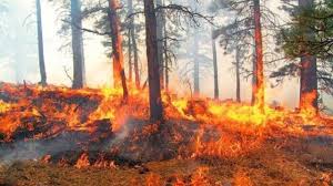 Más de 40.000 hectáreas de bosque perdidas por incendios en Guatemala, un aumento del 40 %