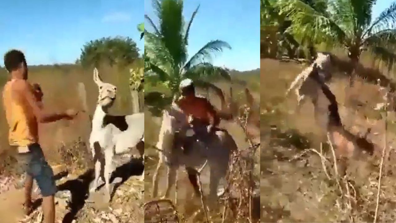 Burro se cansó de ser maltratado y da tremenda lección a su cuidador