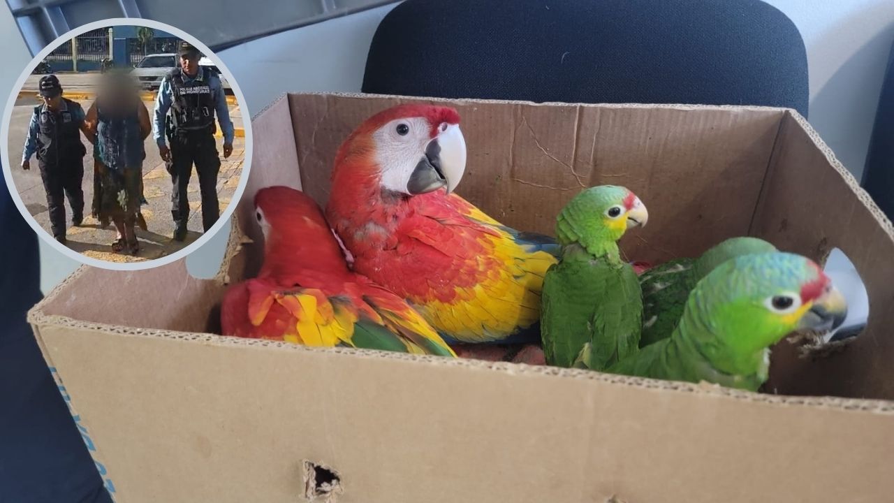 Capturan a hondureña con especies en peligro de extinción