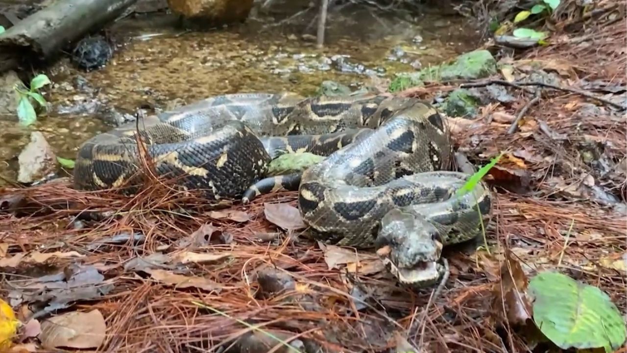 Liberan enorme boa que ingresó a comer animalitos de corral en Copán