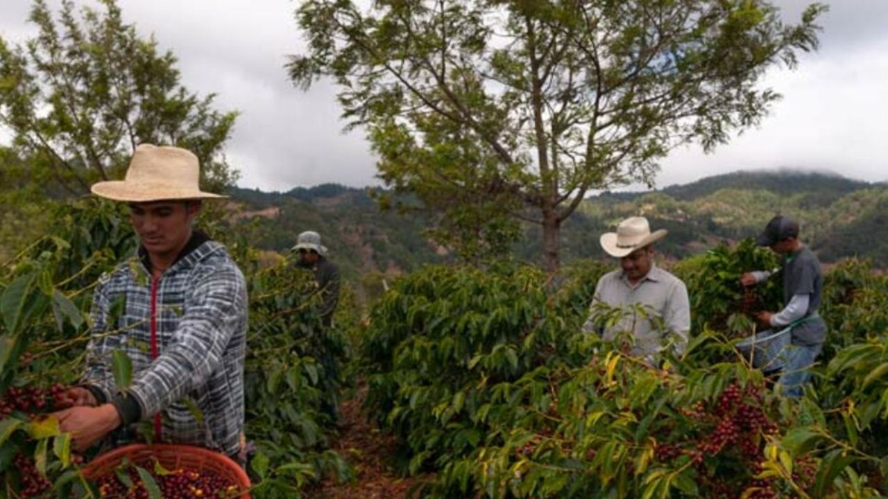 Avizoran una disminución en la producción de café en el occidente de Honduras