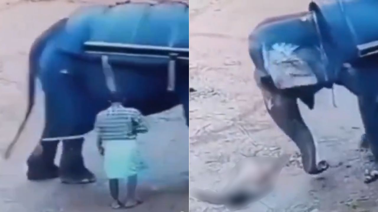 Elefante aplasta y mata a su cuidador en la India; estaba golpeando al animal