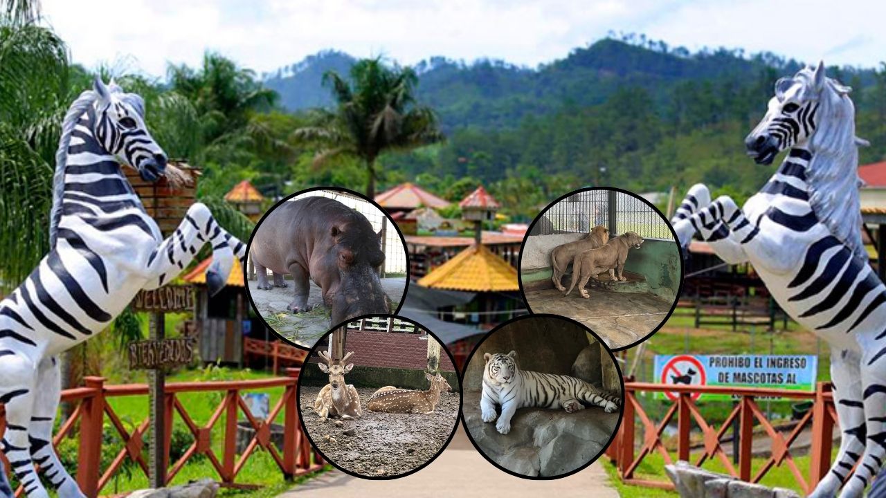 Descartan sacrificio de los animales de zoológico Joya Grande