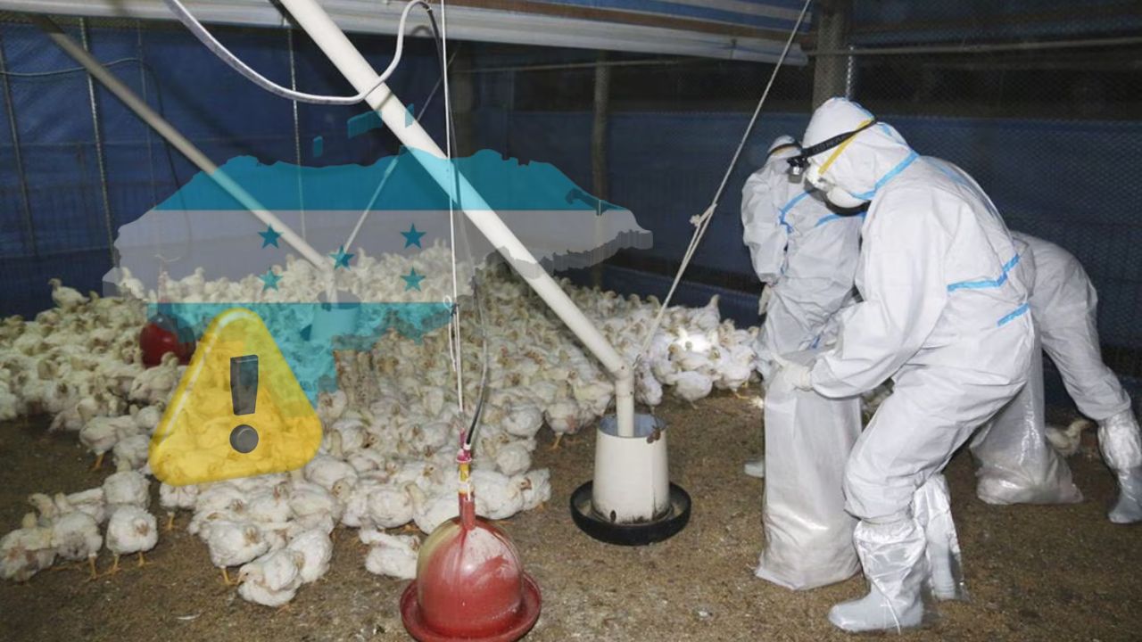 Honduras en vigilancia de aves ante muerte por gripe aviar en México: Senasa