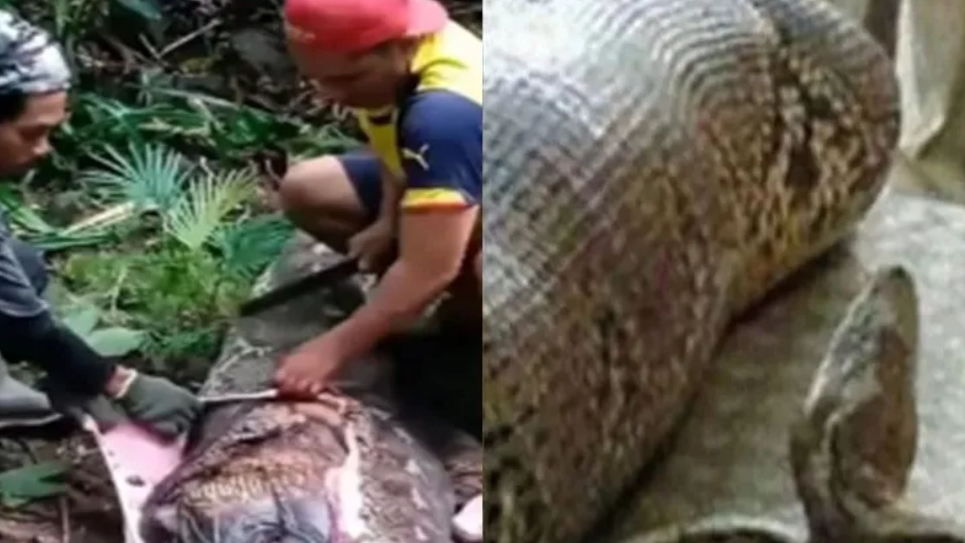 Hallan el cuerpo de una mujer en una enorme serpiente y todo queda en vídeo