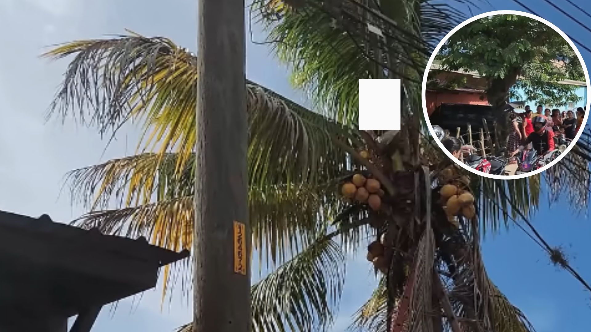 Joven muere electrocutado cuando cortaba una palmera en Talanga