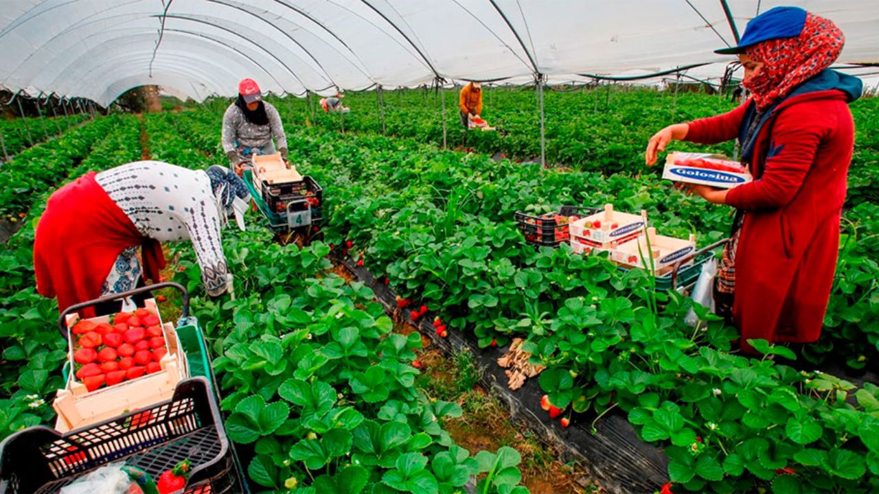Estudian impacto del modelo de migración circular en agricultura española