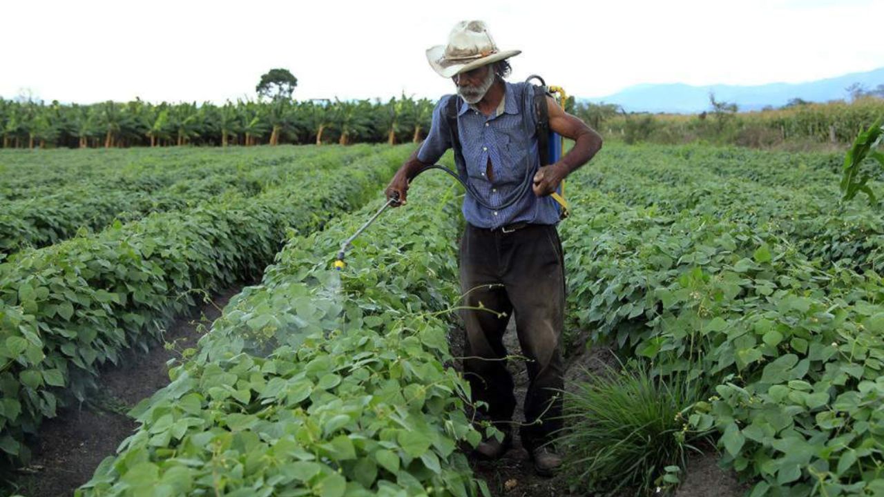 Nueva plaga amenaza cosechas de frijol en Honduras